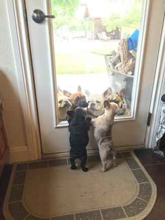 French Bulldog Puppies in Austin, Texas